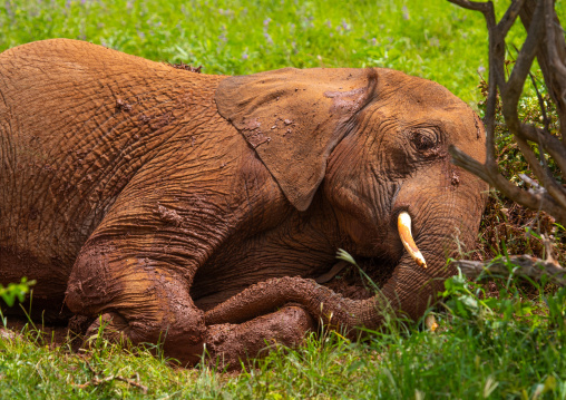 Elephant lying in the mud, Samburu County, Samburu National Reserve, Kenya
