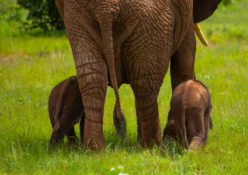 Rare elephant twins with their mother, Samburu County, Samburu National Reserve, Kenya