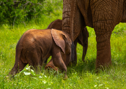Rare elephant twins with their mother, Samburu County, Samburu National Reserve, Kenya