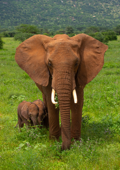 Rare elephant twins babies with their mother, Samburu County, Samburu National Reserve, Kenya