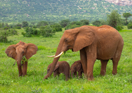 Rare elephant twins babies with their mother, Samburu County, Samburu National Reserve, Kenya