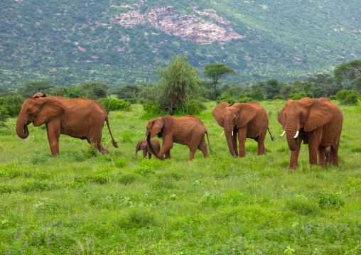 Elephants herd in green grass after rain, Samburu County, Samburu National Reserve, Kenya