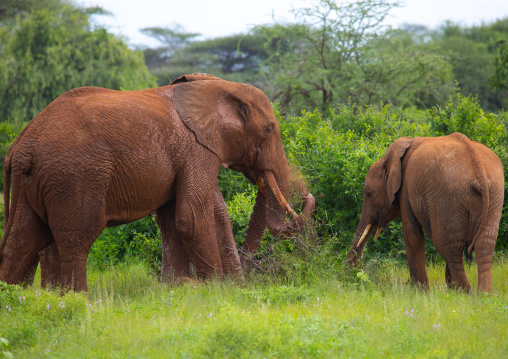 Elephant putting mud on his body, Samburu County, Samburu National Reserve, Kenya