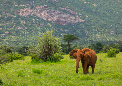 Elephant in green grass after rain, Samburu County, Samburu National Reserve, Kenya
