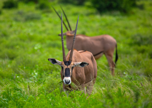 Beisa gemsbok oryx gazella beisa, Samburu County, Samburu National Reserve, Kenya