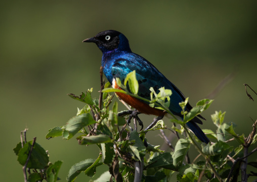 Starling (lamprotornis superbus) bird in a tree, Samburu County, Samburu National Reserve, Kenya