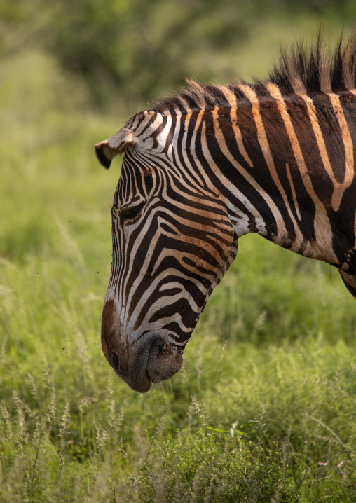 Grevy's Zebra (Equus grevyi) with mud on his body, Samburu County, Samburu National Reserve, Kenya