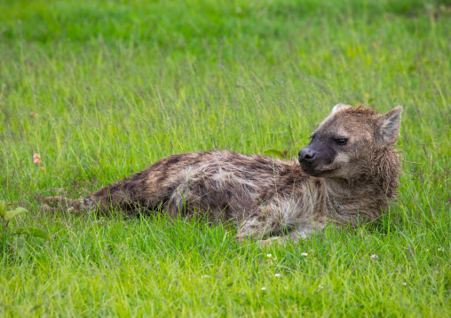 Spotted Hyena (Crocuta crocuta) lying in green grass after rain, Samburu County, Samburu National Reserve, Kenya