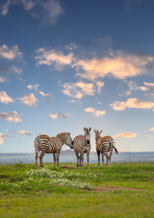 Grevy's Zebras (Equus grevyi), Samburu County, Samburu National Reserve, Kenya
