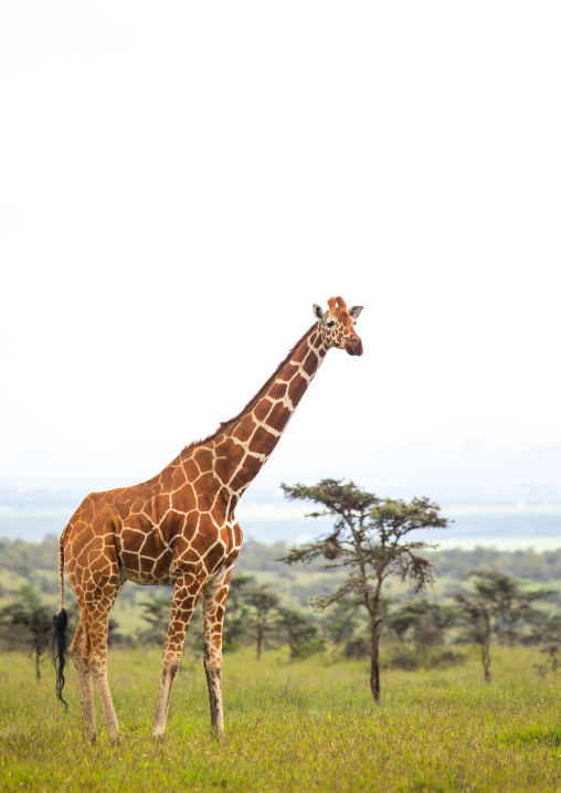 Reticulated giraffe (Giraffa camelopardalis reticulata), Samburu County, Samburu National Reserve, Kenya