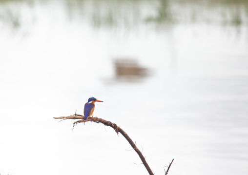 Kingfisher perched on dead branch, Samburu County, Samburu National Reserve, Kenya