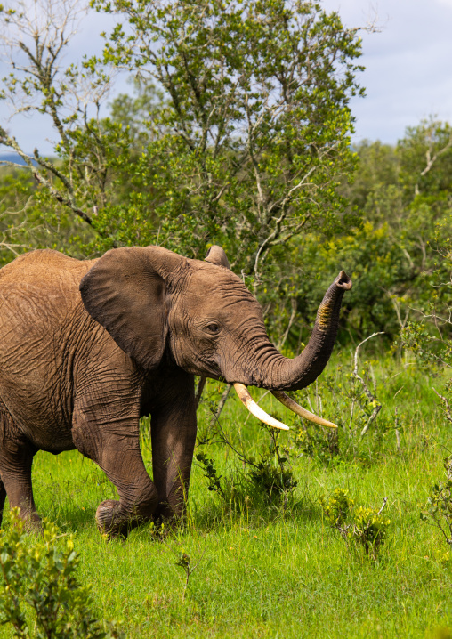Elephant in green grass after rain, Samburu County, Samburu National Reserve, Kenya