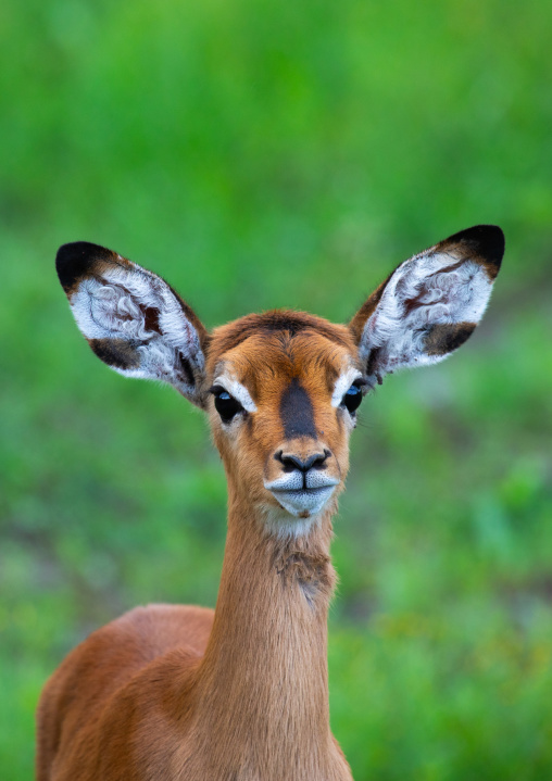 Gerenuk (litocranius walleri), Samburu County, Samburu National Reserve, Kenya
