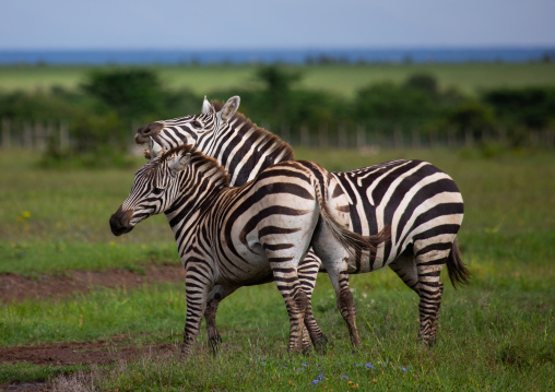 Grevy's Zebra (Equus grevyi), Samburu County, Samburu National Reserve, Kenya