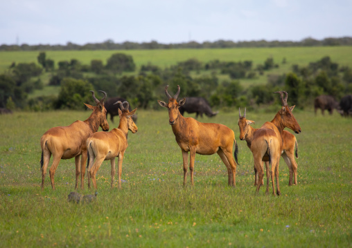 Topis (Damaliscus lunatus jimela) in green grass after rain, Samburu County, Samburu National Reserve, Kenya