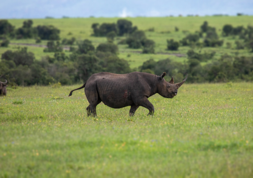 Black rhinos (diceros bicornis) in green grass after rain, Samburu County, Samburu National Reserve, Kenya