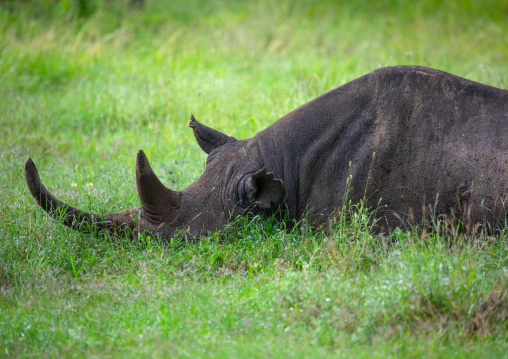 Black rhinos (diceros bicornis) in green grass after rain, Samburu County, Samburu National Reserve, Kenya