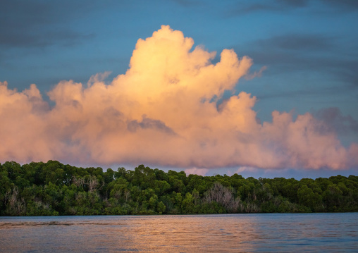 Mangrove at sunset, Lamu County, Lamu, Kenya