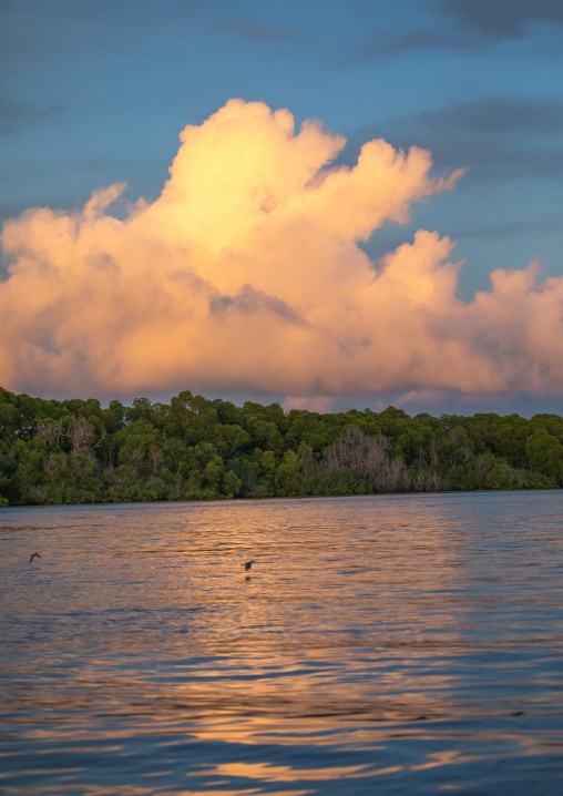 Mangrove at sunset, Lamu County, Lamu, Kenya