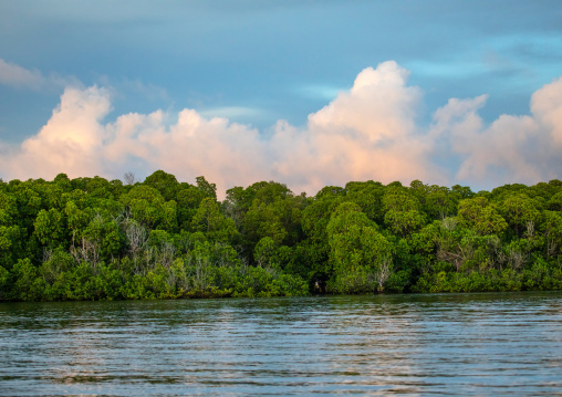 Mangrove landscape, Lamu County, Lamu, Kenya