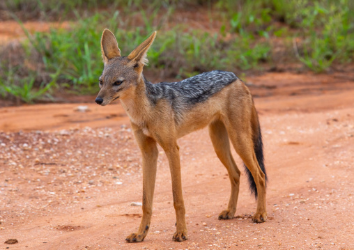 Black-backed jackal (silver-backed jackal), Samburu County, Samburu National Reserve, Kenya