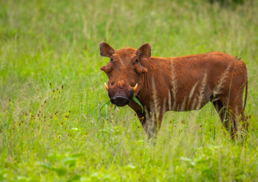 Warthog grazing in green grass after rain, Samburu County, Samburu National Reserve, Kenya