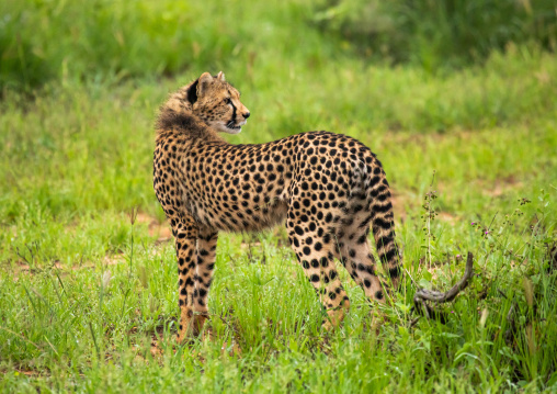 Cheetahs (acinonyx jubatus) in green grass after rain, Samburu County, Samburu National Reserve, Kenya