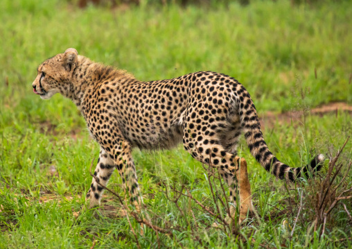Cheetahs (acinonyx jubatus) in green grass after rain, Samburu County, Samburu National Reserve, Kenya