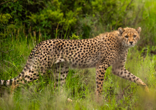 Cheetahs (acinonyx jubatus) in green grass after rain, Samburu County, Samburu National Reserve, Kenya