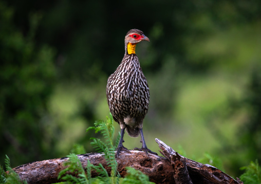 Yellow-necked francolin (pternistis leucoscepus), Samburu County, Samburu National Reserve, Kenya