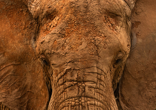 Elephant head with dried mud, Samburu County, Samburu National Reserve, Kenya