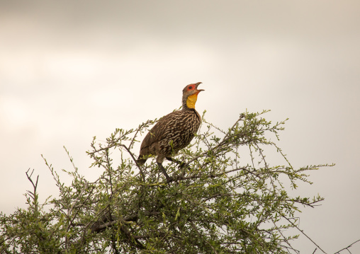 Yellow-necked francolin (pternistis leucoscepus) singing, Samburu County, Samburu National Reserve, Kenya