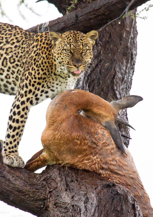 Leopard with a dead gerenuk in a tree, Samburu County, Samburu National Reserve, Kenya