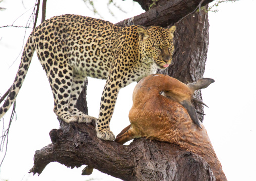 Leopard with a dead gerenuk in a tree, Samburu County, Samburu National Reserve, Kenya