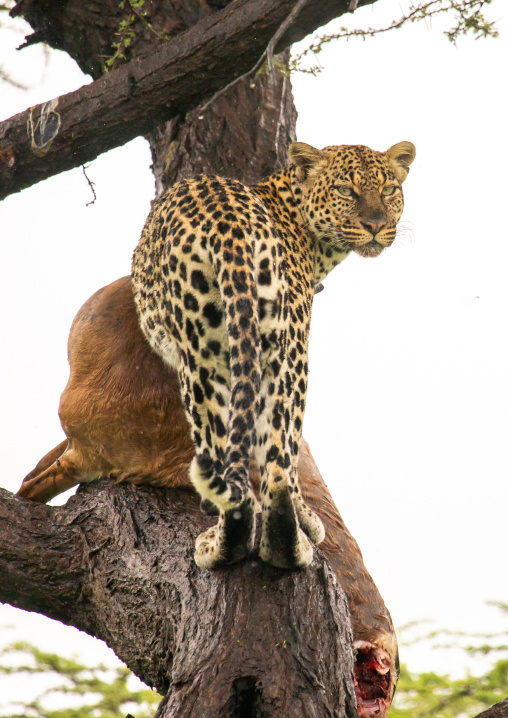 Leopard with a dead gerenuk in a tree, Samburu County, Samburu National Reserve, Kenya