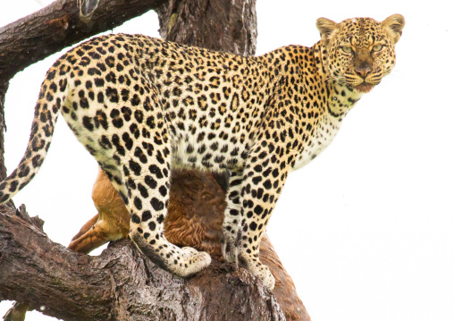 Leopard with a dead gerenuk in a tree, Samburu County, Samburu National Reserve, Kenya