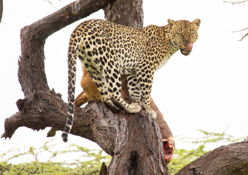 Leopard with a dead gerenuk in a tree, Samburu County, Samburu National Reserve, Kenya