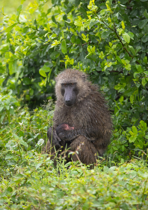 Baboon mother with her baby, Samburu County, Samburu National Reserve, Kenya
