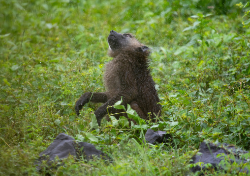 Baboon under the rain in green grass, Samburu County, Samburu National Reserve, Kenya