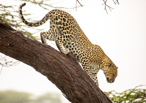 Leopard coming down the tree, Samburu County, Samburu National Reserve, Kenya