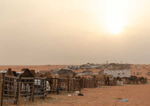 King Abdul Aziz Camel Festival, Riyadh Province, Rimah, Saudi Arabia