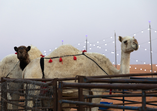 King Abdul Aziz Camel Festival, Riyadh Province, Rimah, Saudi Arabia