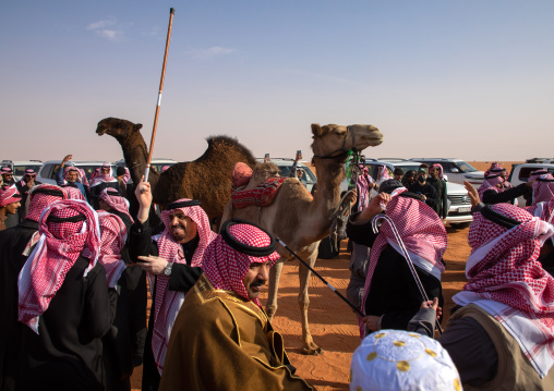 Saudi men following camels with their cars during King Abdul Aziz Camel Festival, Riyadh Province, Rimah, Saudi Arabia