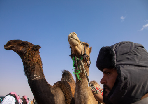 King Abdul Aziz Camel Festival, Riyadh Province, Rimah, Saudi Arabia