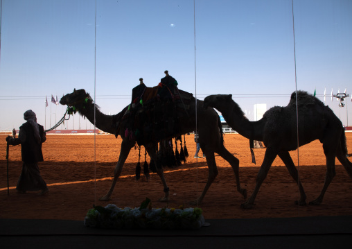 Camel presentation in front of VIP room in King Abdul Aziz Camel Festival, Riyadh Province, Rimah, Saudi Arabia