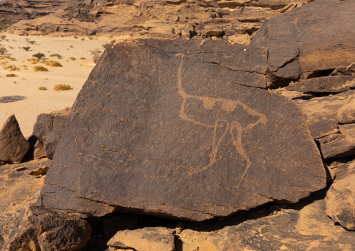 Petroglyphs on a rock depicting an ostrich, Najran Province, Thar, Saudi Arabia
