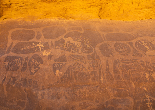 Petroglyphs on a rock depicting cows, Najran Province, Thar, Saudi Arabia