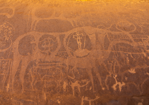 Petroglyphs on a rock depicting cows, Najran Province, Thar, Saudi Arabia