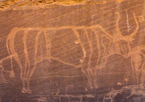 Petroglyphs on a rock depicting cows, Najran Province, Thar, Saudi Arabia