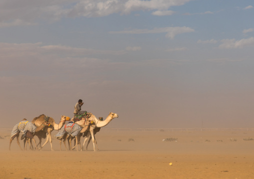 Training for camel racing in the Rub' al Khali empty quarter desert, Najran Province, Hubuna, Saudi Arabia